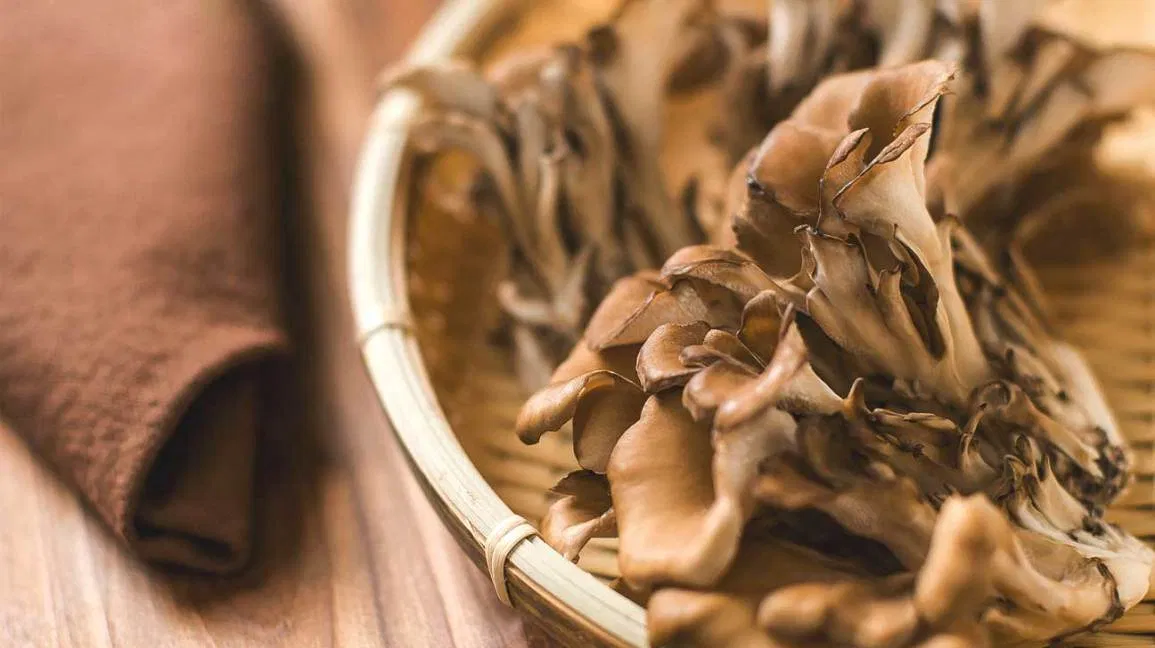 Maitake Vs Reishi Are they Nutritious mushroomjunkie