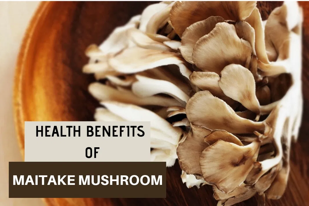 Maitake mushroom benefits what are Maitake mushrooms