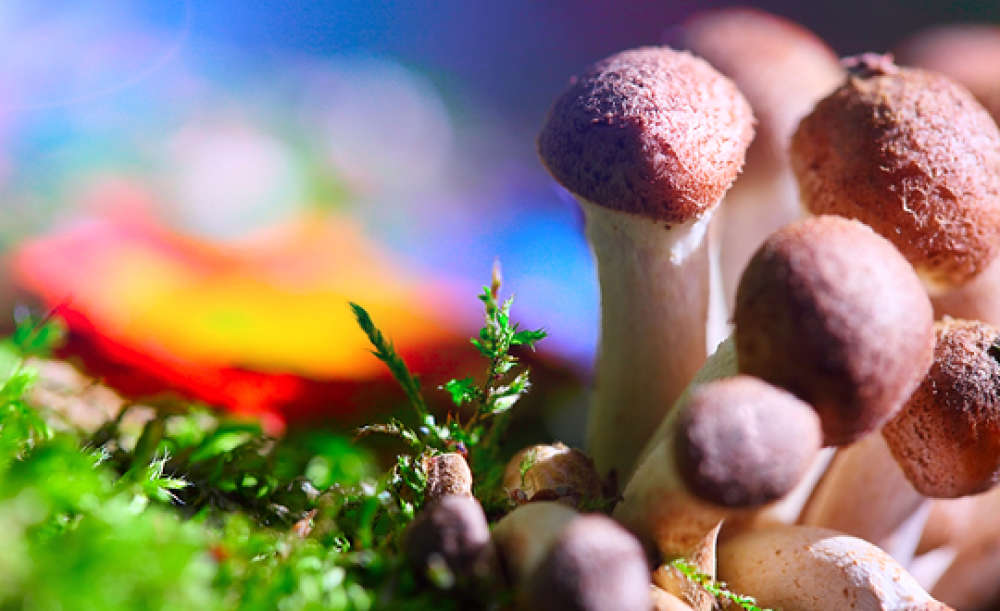 The Best Mushrooms For Depression - Mushroomjunkie